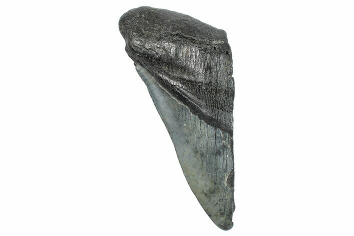 Partial Megalodon Tooth - South Carolina #272573